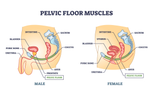 Pelvic Floor Diagram-Newmarket Ontario