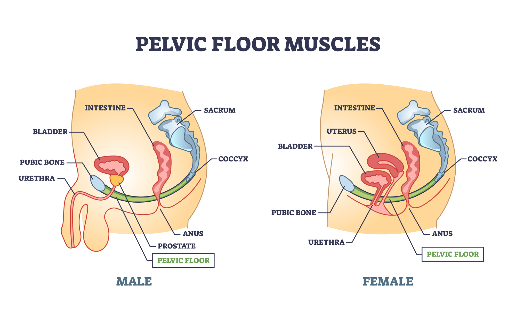 Pelvic Muscles Diagram